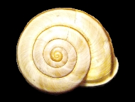 Tabella Chilostoma cingulatum (studer, 1820 )